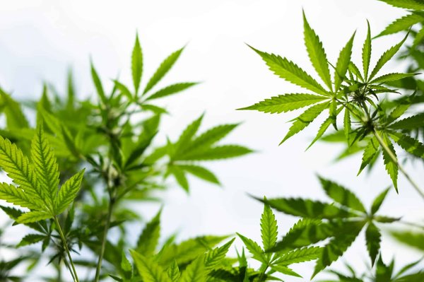 Tout découvrir sur les effets des terpènes sur la qualité de votre huile CBD